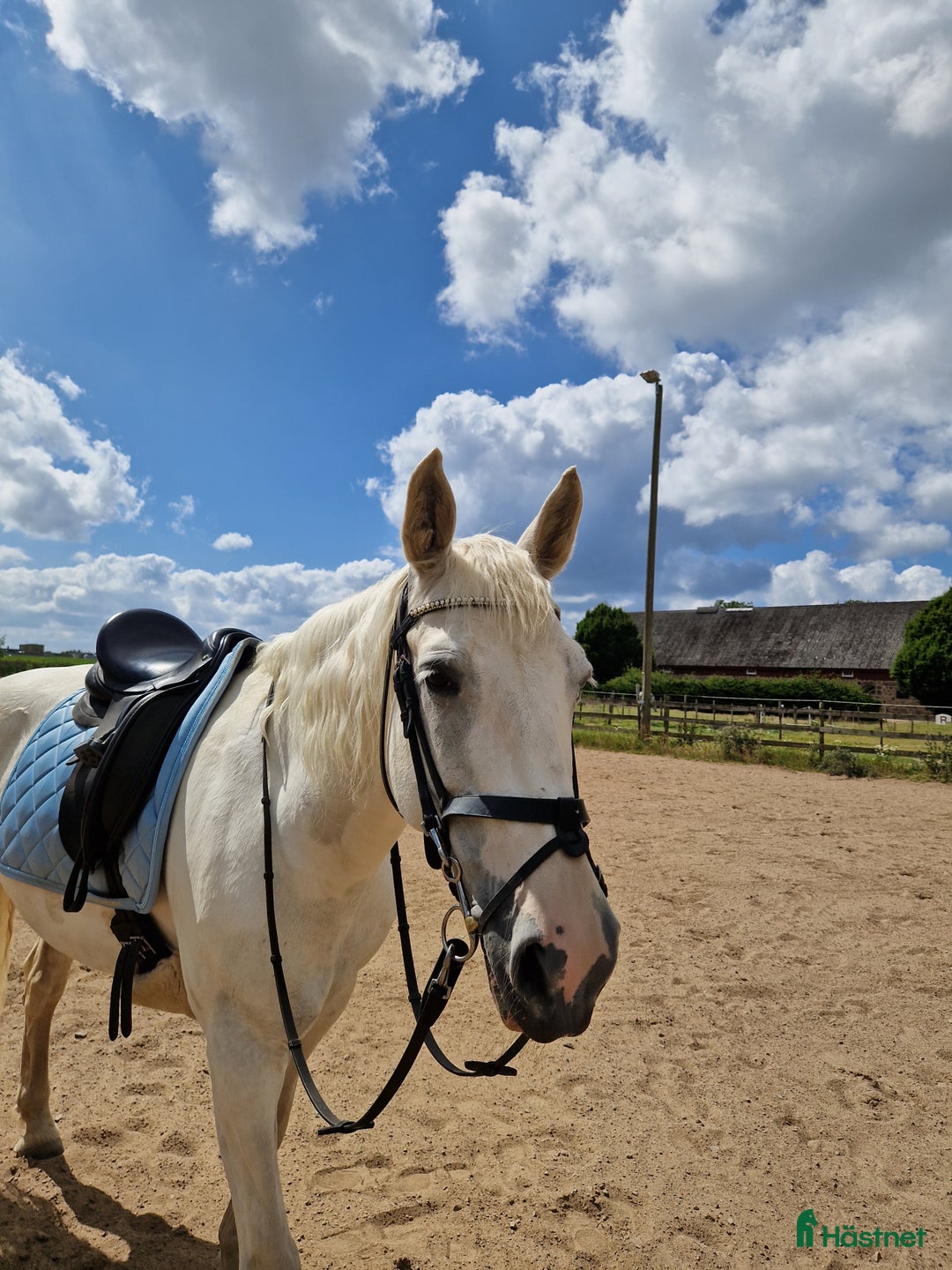  medryttarhäst finnes: Medryttare sökes i Helsingborg - Annons 1