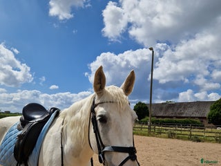 medryttarhäst finnes: Medryttare sökes i Helsingborg - Annons 10