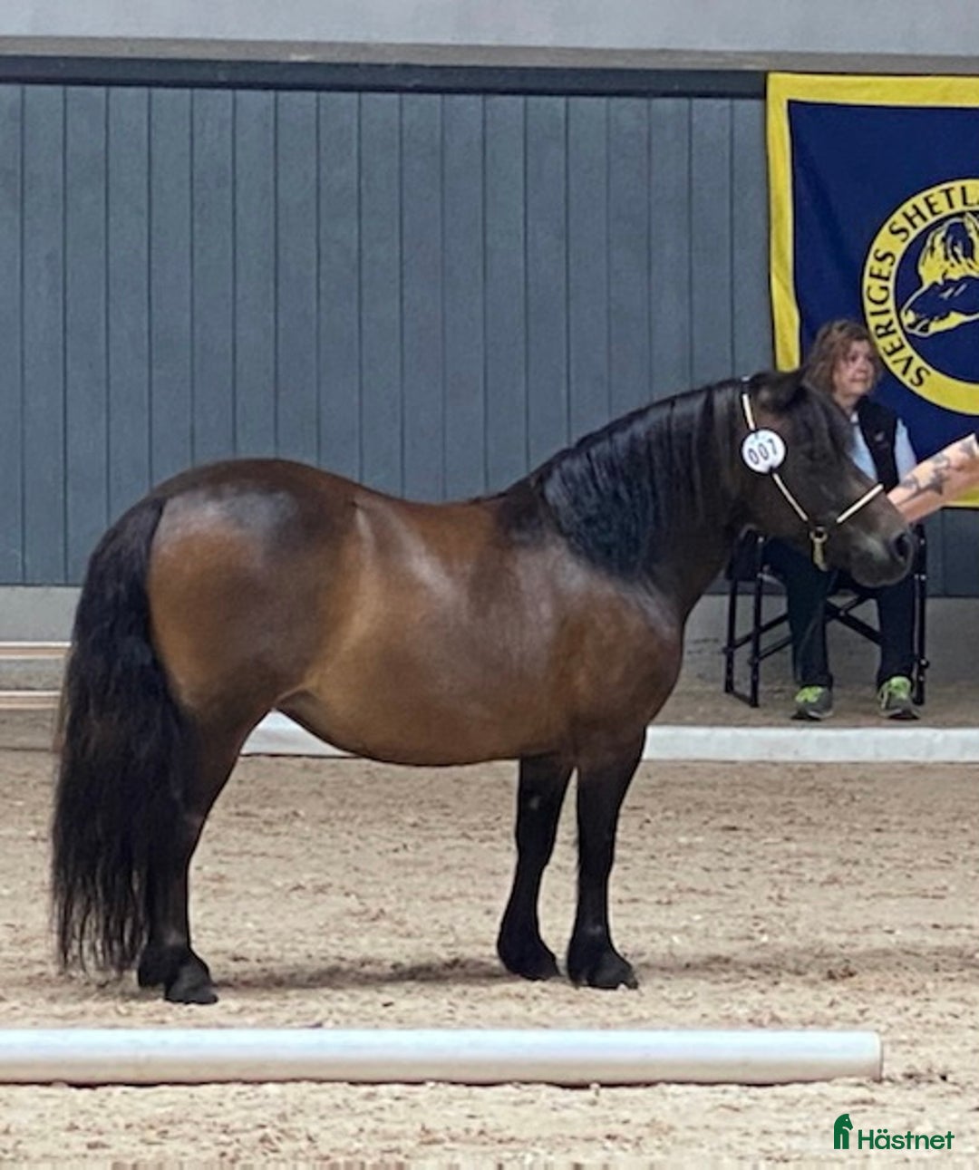 Allround hästar till salu: 2 fina barnvänliga ston i Kolbäck - Annons 13