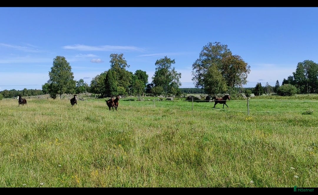  stallplats finnes: Lösdrift för ston utanför Bälinge  i Bälinge - Annons 2