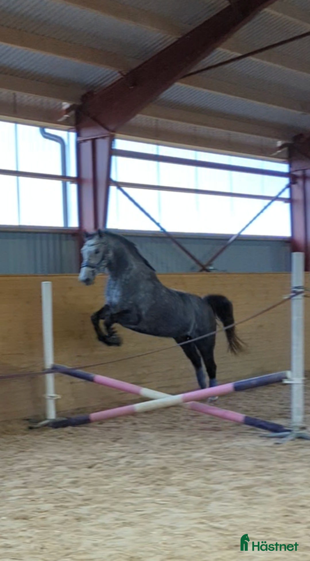 Allround hästar till salu: Lyxig allroundhäst i Klippan - Annons 2