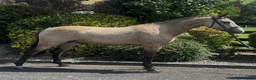 Allround hästar till salu: Stunning New Forest Pony - Annons 10