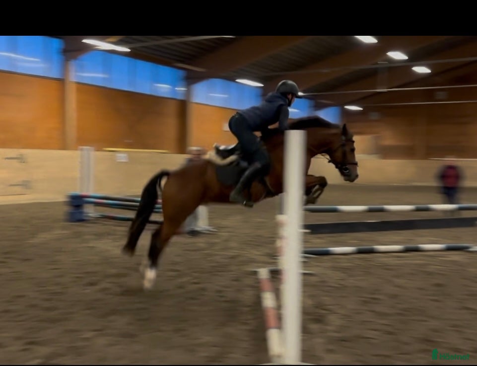  hästar Lovande C-ponny i Bollnäs - Annons 12