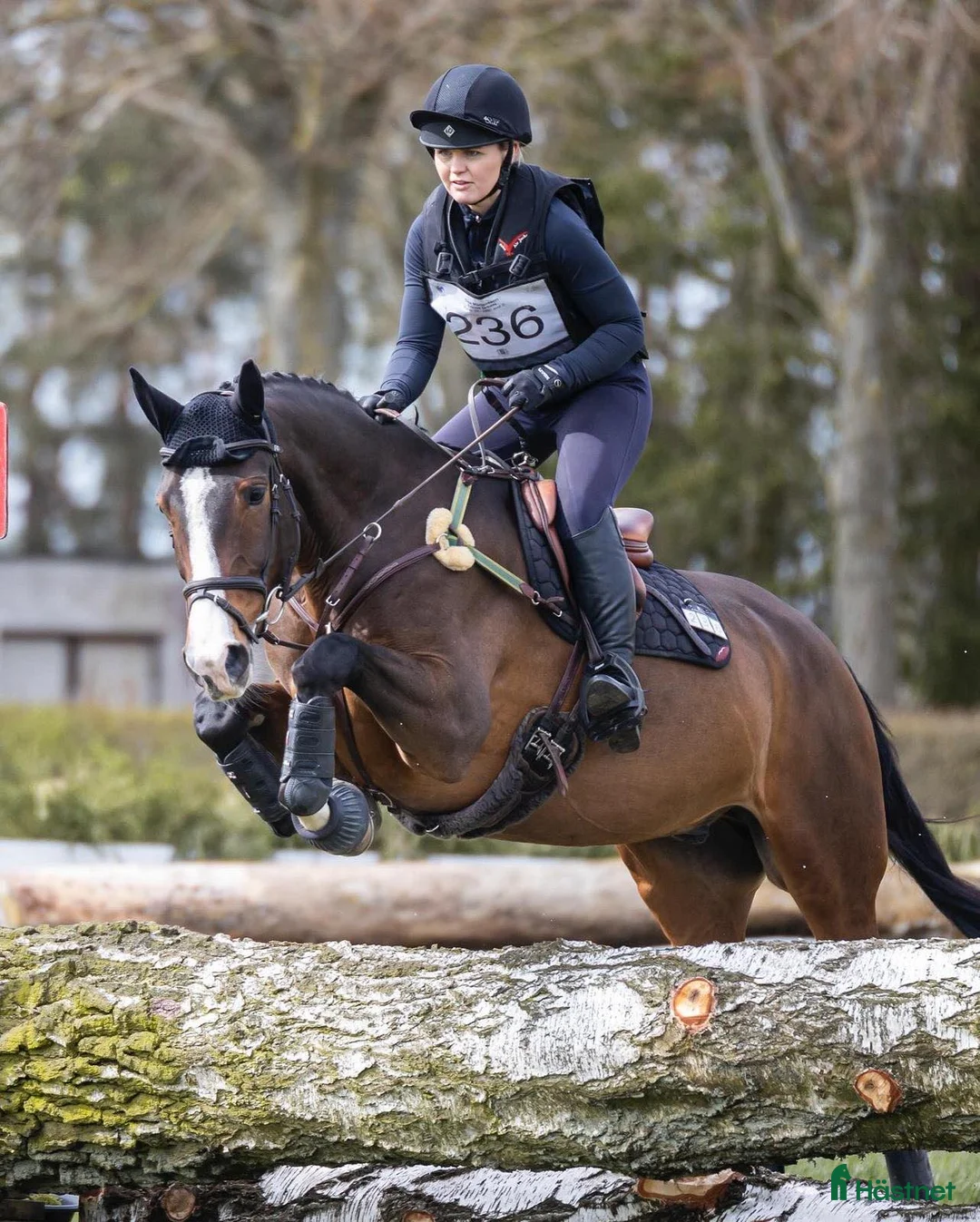 Hoppning hästar till salu: Snygg och mångsidig valack! i Röstånga - Annons 2