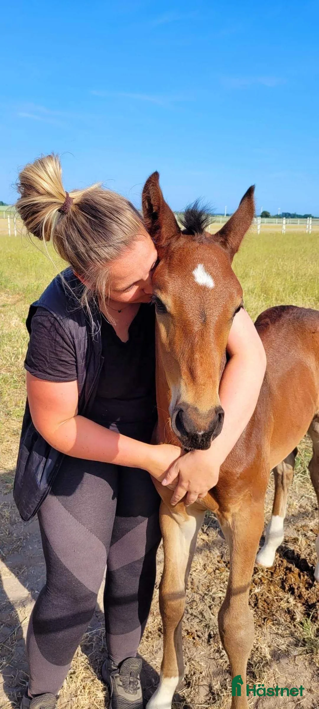 Allround hästar till salu: Supersnäll unghäst i Trelleborg - Annons 2