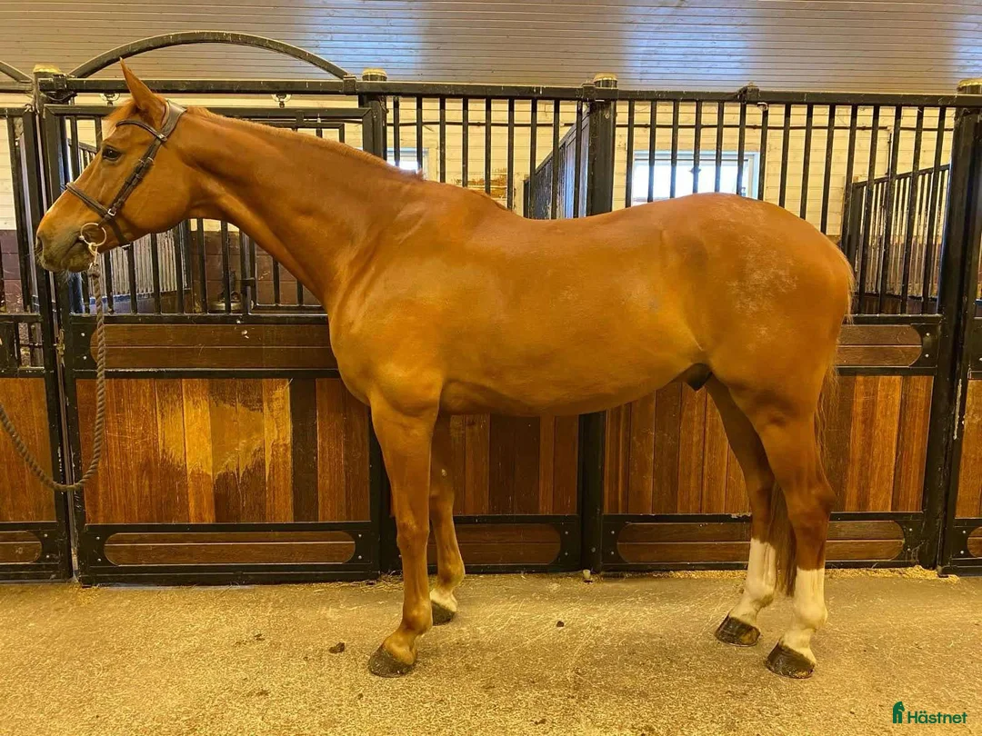 Hoppning hästar till salu: Super 9 åring tilsalgs! - Annons 2
