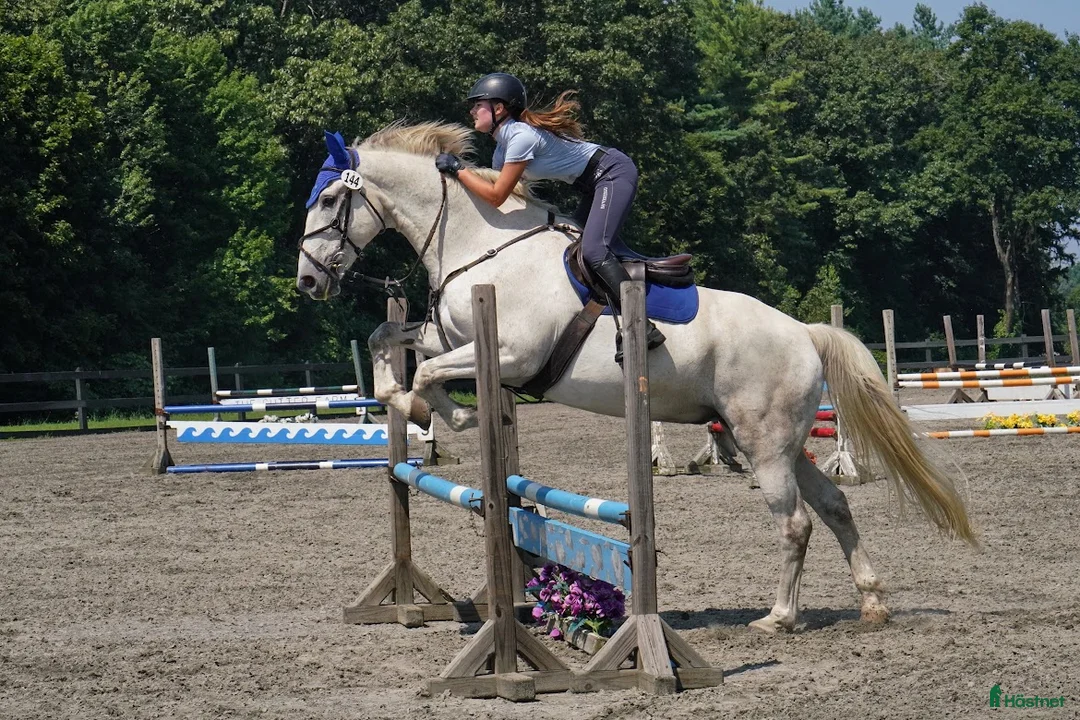  hästjobb finnes: Good at flatwork and jumping - Annons 1
