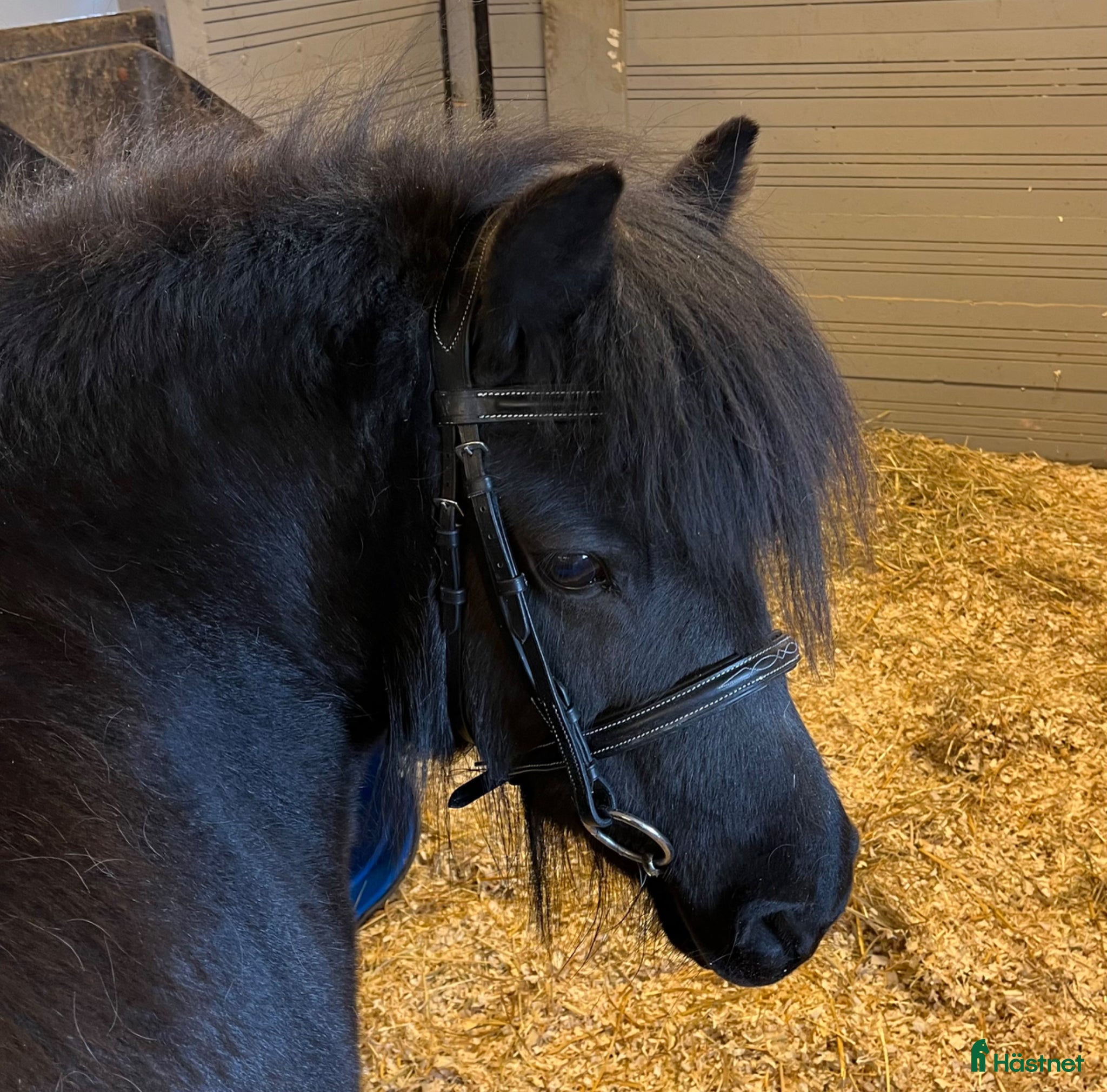  hästar Underbara Majsan söker nytt hem - Annons 1