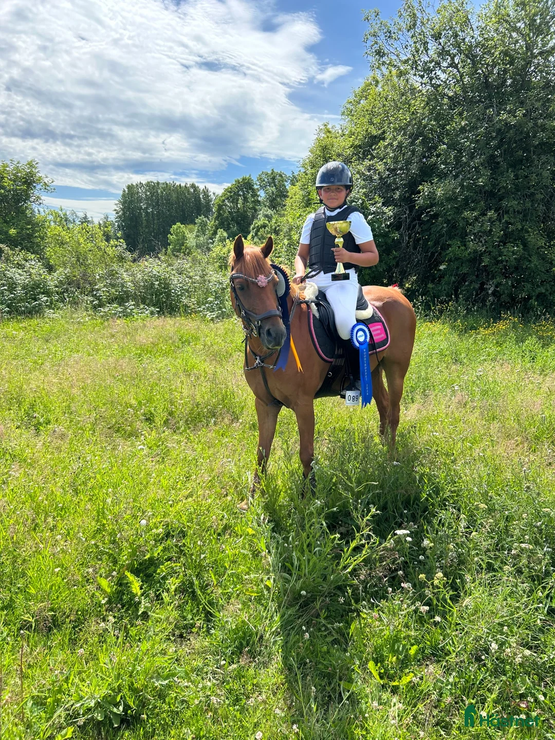 Allround hästar till salu: Bästa vän och hopponny ❤️ - Annons 1