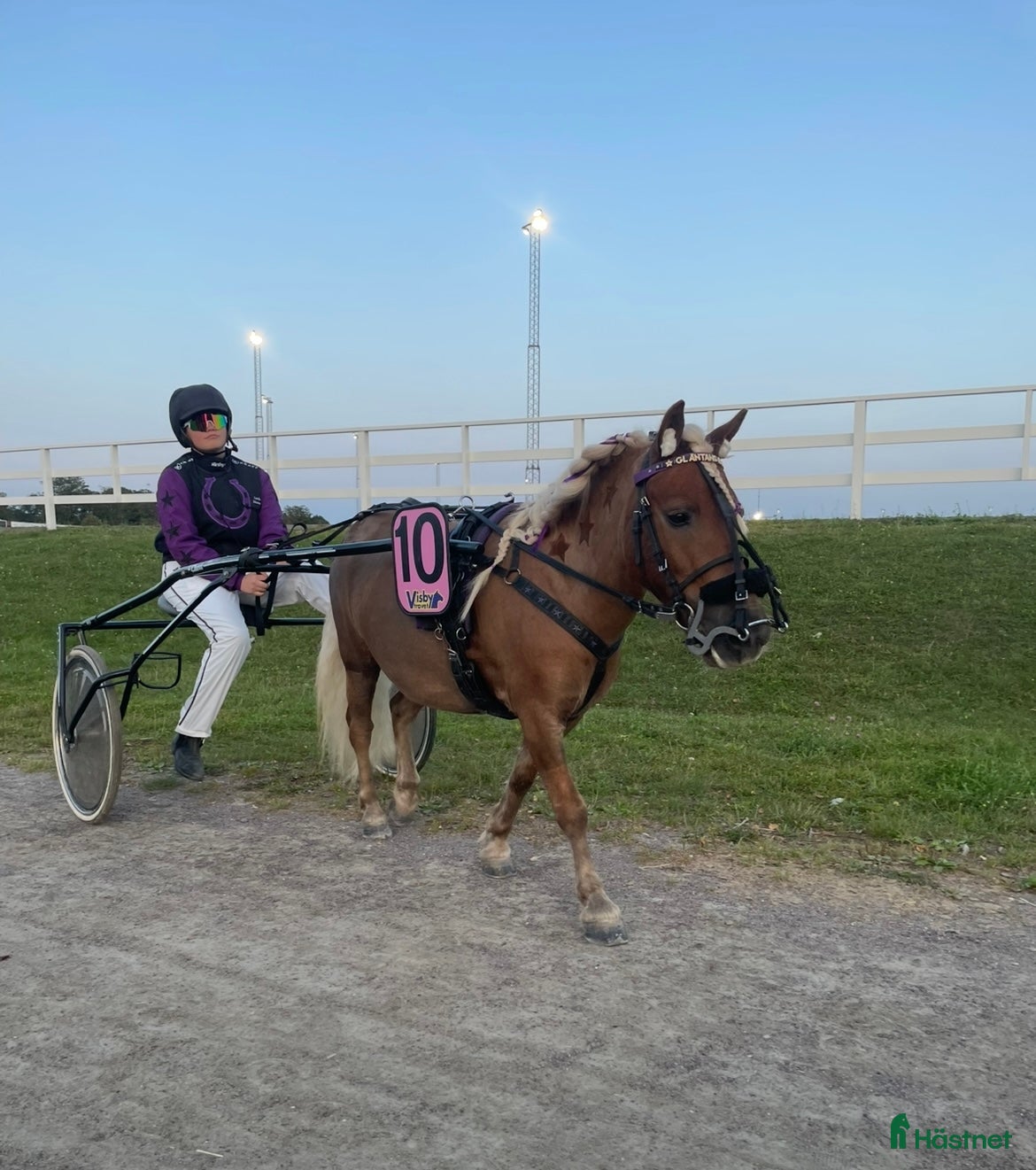  hästar Gläntans Dacar i Mora - Annons 2