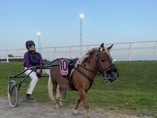 hästar Gläntans Dacar i Mora - Annons 2