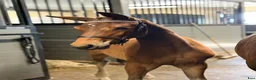 Hoppning hästar till salu: Tuff tjej  - Annons 4
