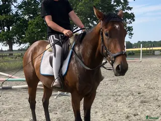 hästar Fin snäll unghäst som blir vad du gör henne till - Annons 5