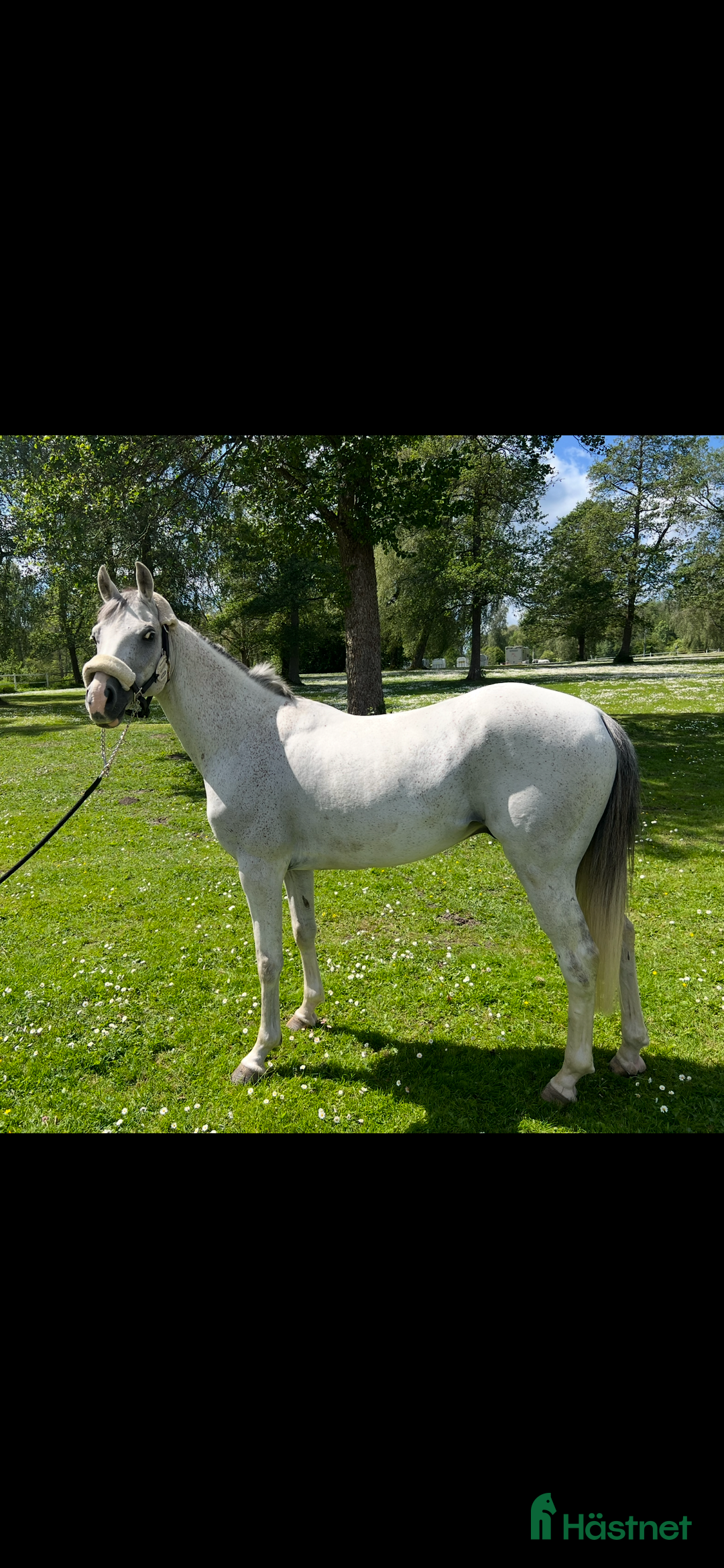 Hoppning hästar till salu: Maxad C-ponny i Älvkarleby - Annons 4