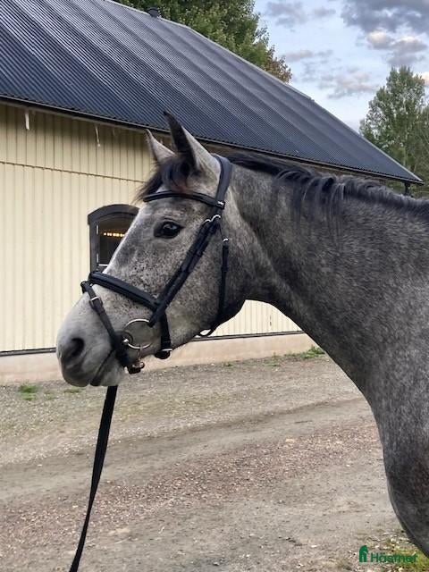  hästar Underbar 3-årig SWB sto till salu, Capella XO - Annons 2