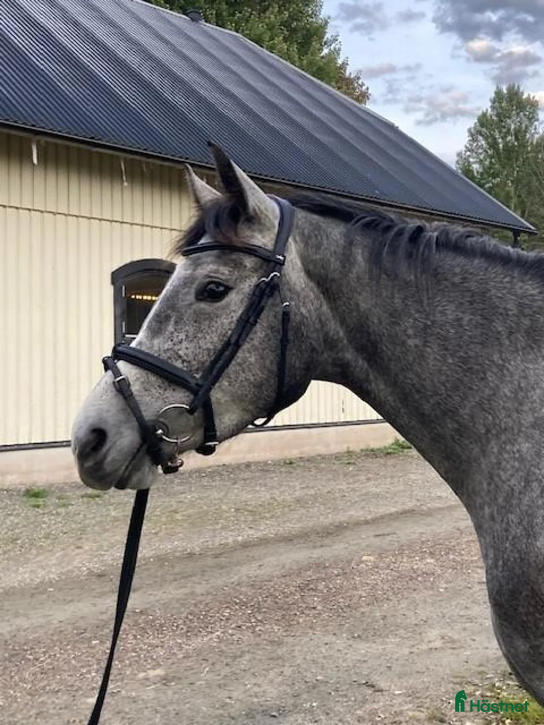 Hoppning hästar till salu: Underbar 3-årig SWB sto till salu, Capella XO - Annons 2