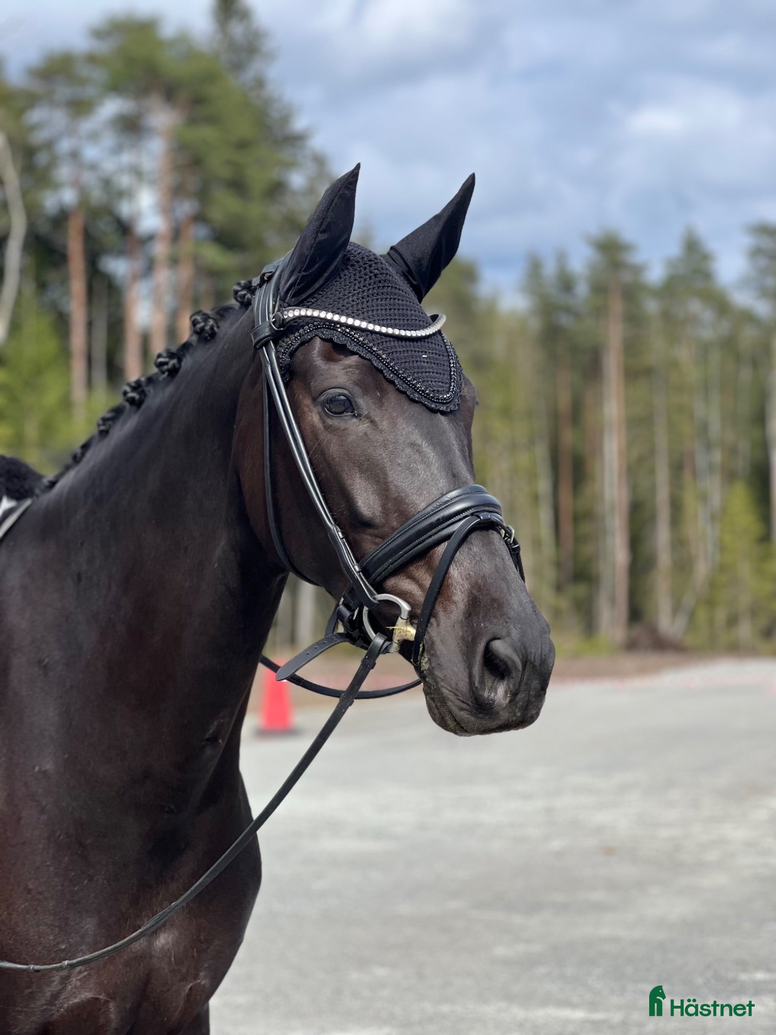  hästar Elegant sto - Annons 8