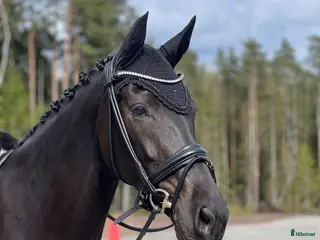 hästar Elegant sto - Annons 3