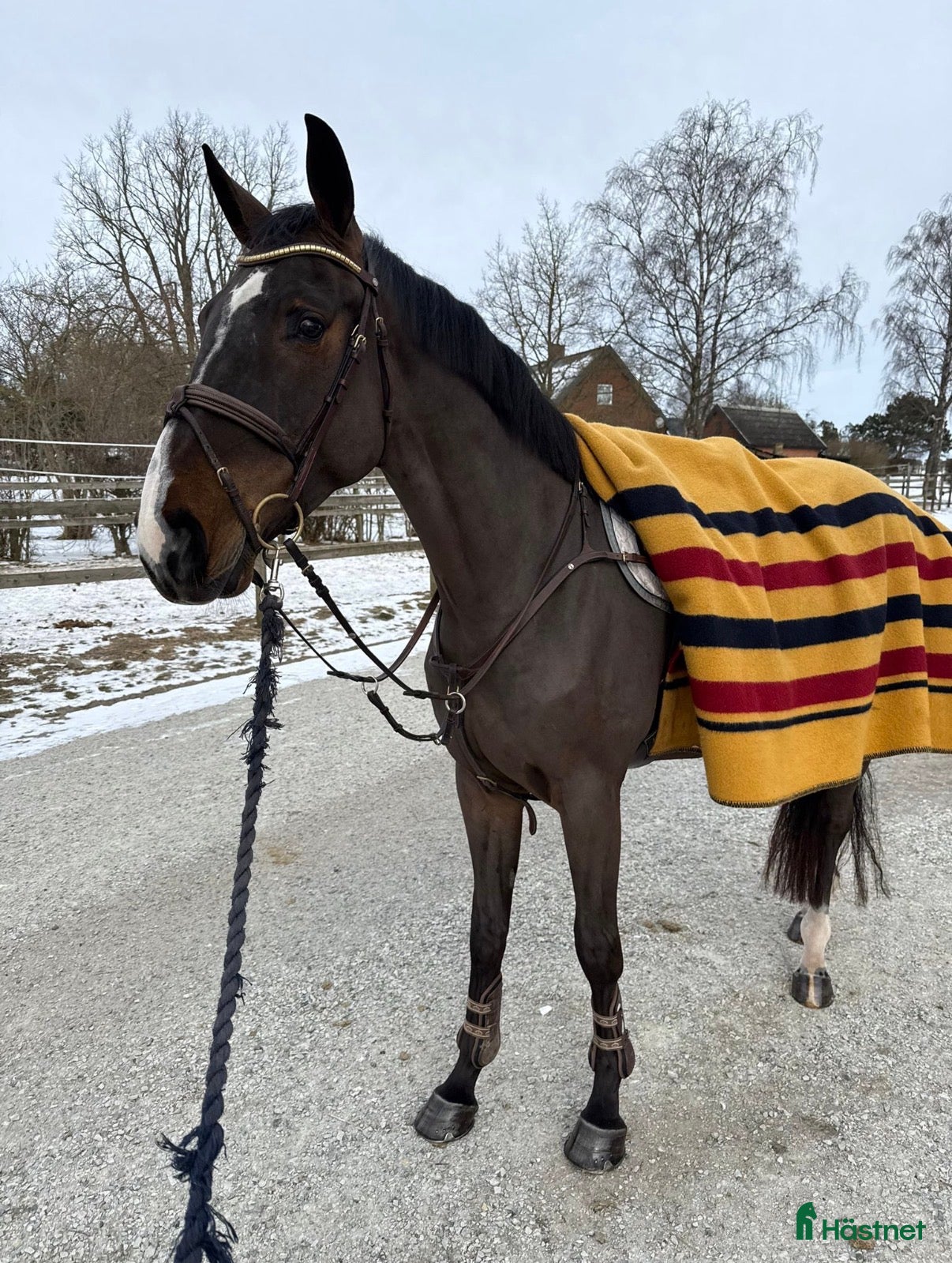  hästar Kvalitetshäst för framtiden!  - Annons 5