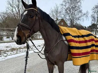 hästar Kvalitetshäst för framtiden! - Annons 5