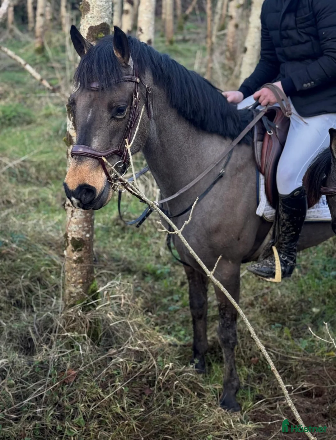 Allround hästar till salu: 7yr old 148cm connemara gelding  - Annons 5