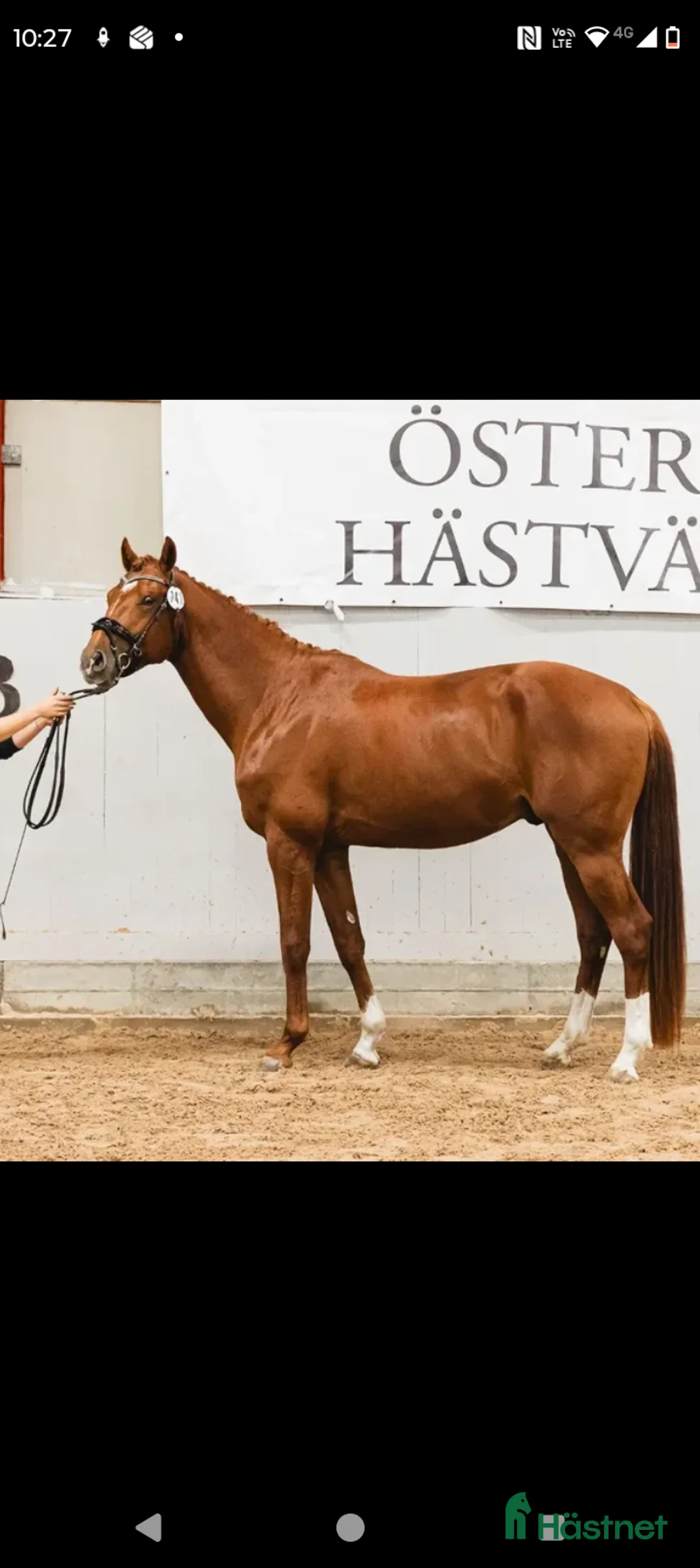 Dressyr hästar till salu: Fin 4åring - Annons 1