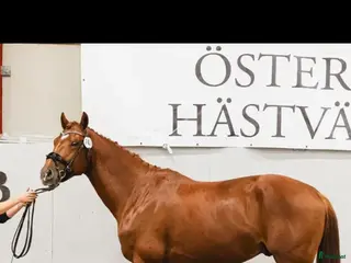 hästar Fin 4åring - Annons 8