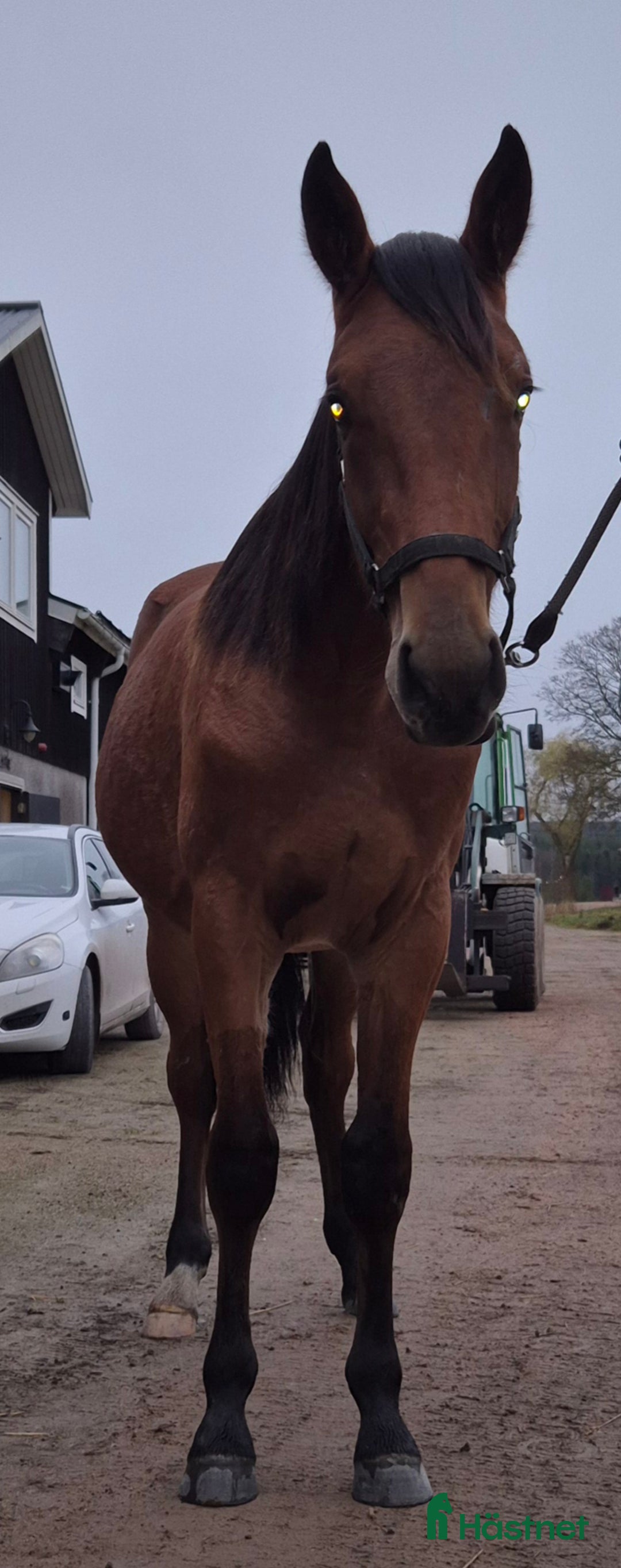 Trav hästar till salu: 1 årig varmblodshingst i Njurunda - Annons 4