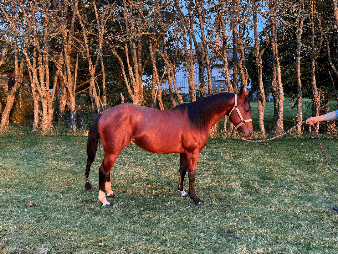 Western hästar till salu: Cool talang! i Istorp - Annons 3
