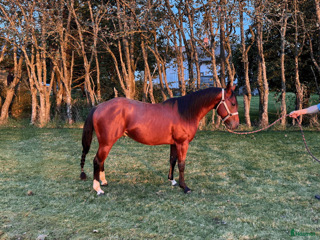 Western hästar till salu: Cool talang! i Istorp - Annons 3