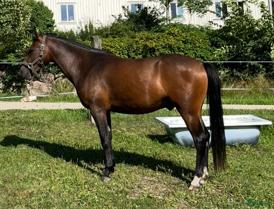 Hoppning hästar till salu: Blivande tävlingsponny hopp - Annons 1