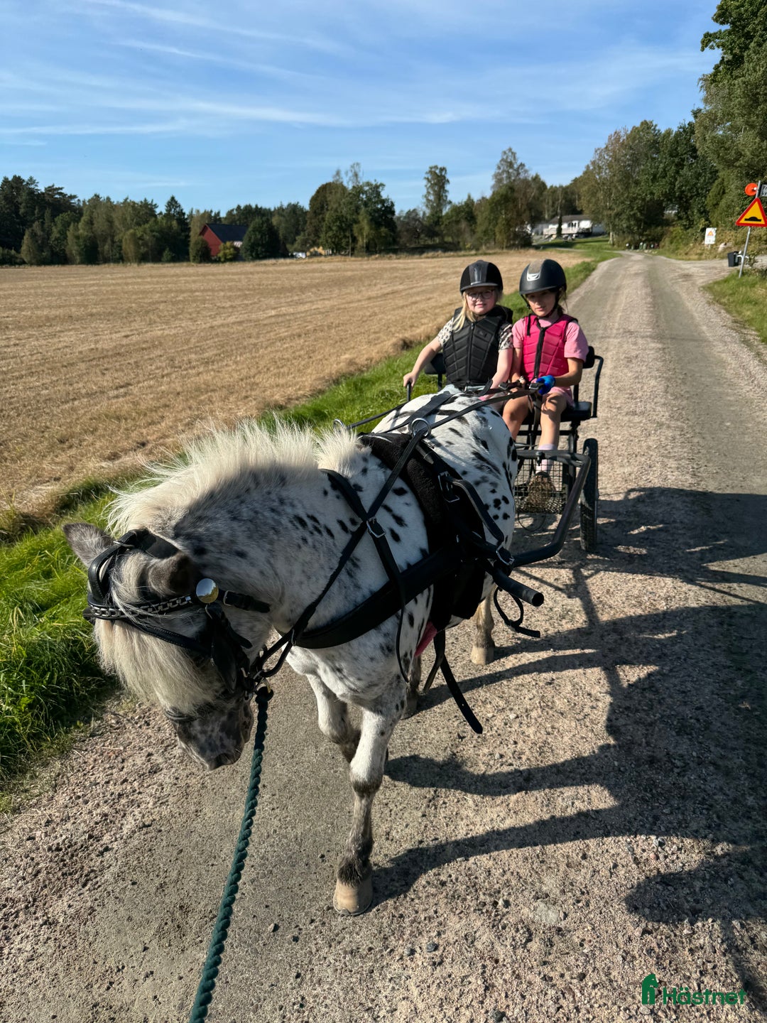 Allround hästar till salu: Trygg ponny i Frillesås - Annons 6