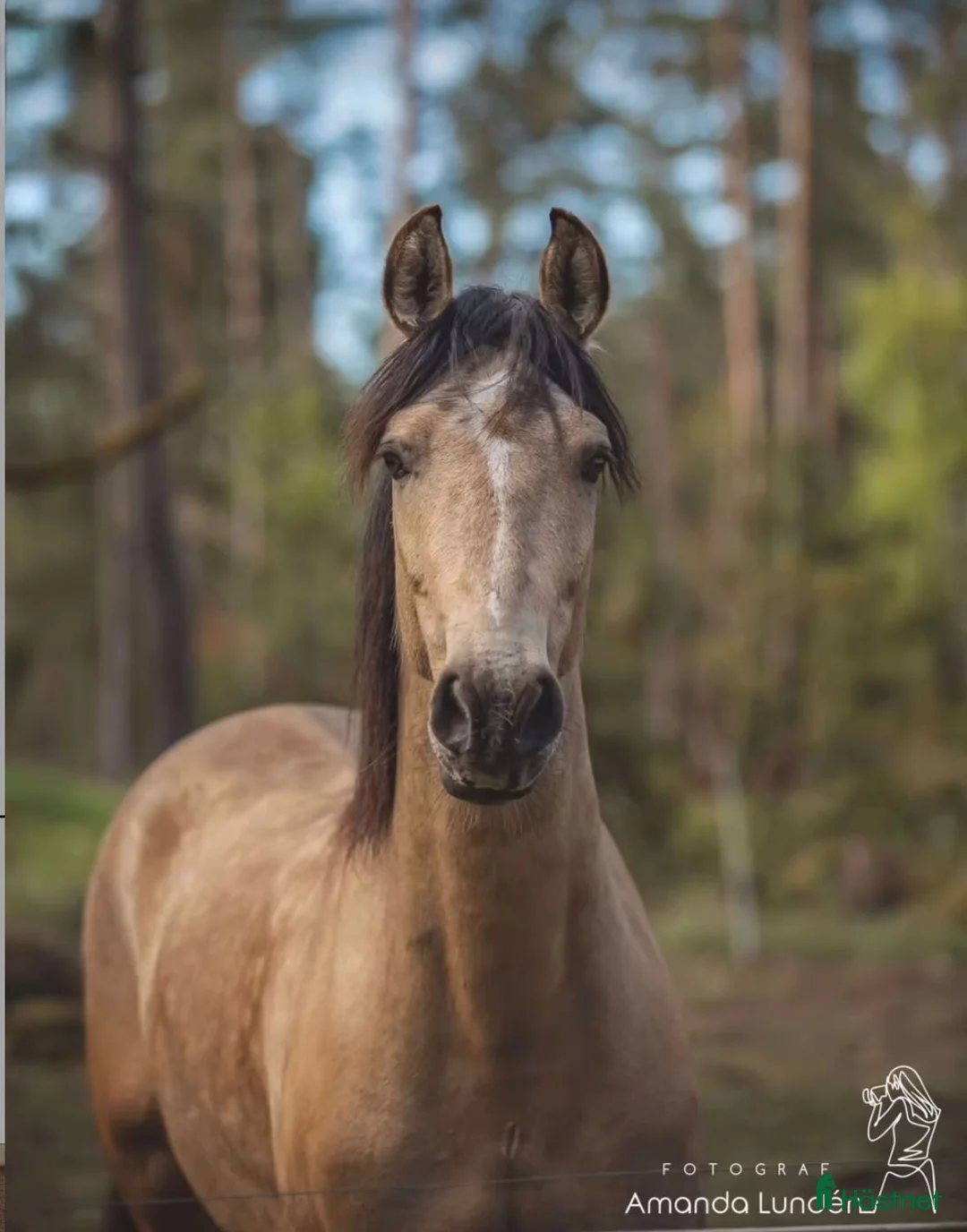 Hoppning hästar till salu: Talangfull D-ponny - Annons 2