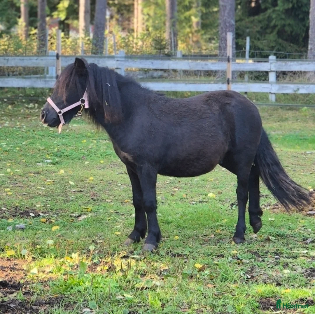 Allround hästar till salu: Trevlig unghingst - Annons 2