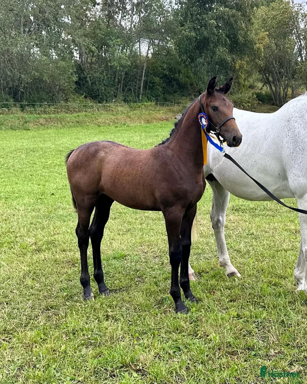 Hoppning hästar till salu: ⭐️ SWB-sto med alla förutsättningar ⭐️ i Kovland - Annons 5
