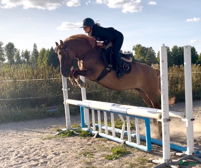  hästar En riktig liten kalaspingla - Annons 1