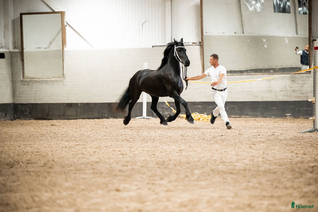 Avelshästar hästar till salu: Vackra Vienna af Aftonmora  i Frövi - Annons 1