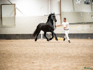 hästar Vackra Vienna af Aftonmora i Frövi - Annons 11