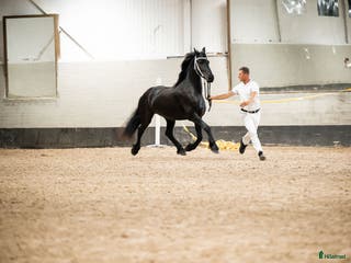hästar Vackra Vienna af Aftonmora - Annons 7