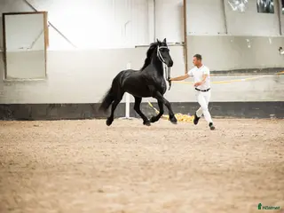 hästar Vackra Vienna af Aftonmora - Annons 5
