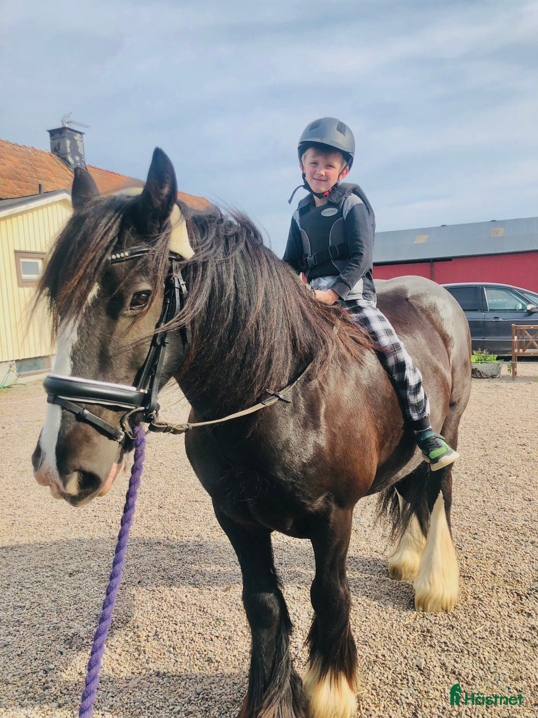 Sällskap hästar till salu: Världens bästa sällskapshäst i Kristianstad - Annons 9