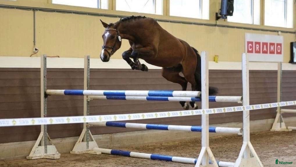  hästar Valack med potential  - Annons 9