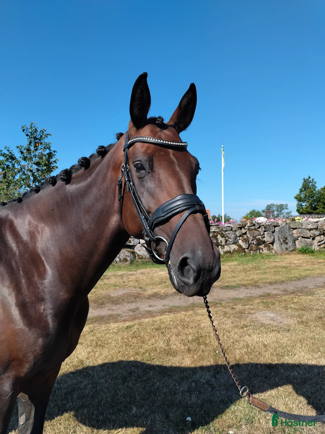 Dressyr hästar till salu: Underbar 9-åring  - Annons 4