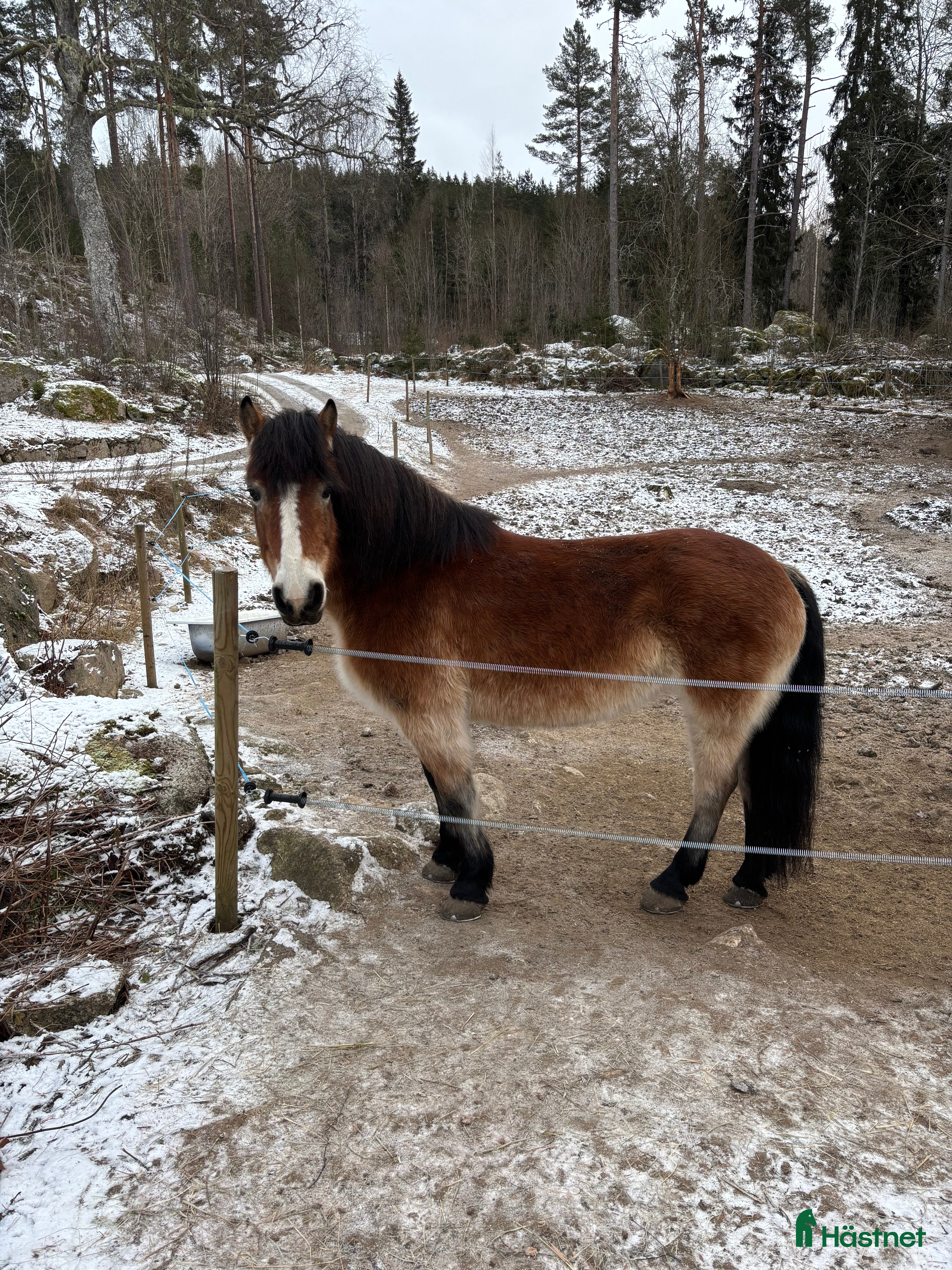  hästar ⭐️Söker sin rätta människa⭐️ - Annons 1