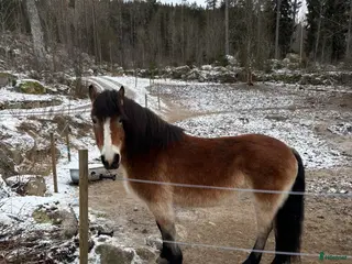 hästar ⭐️Söker sin rätta människa⭐️ - Annons 1