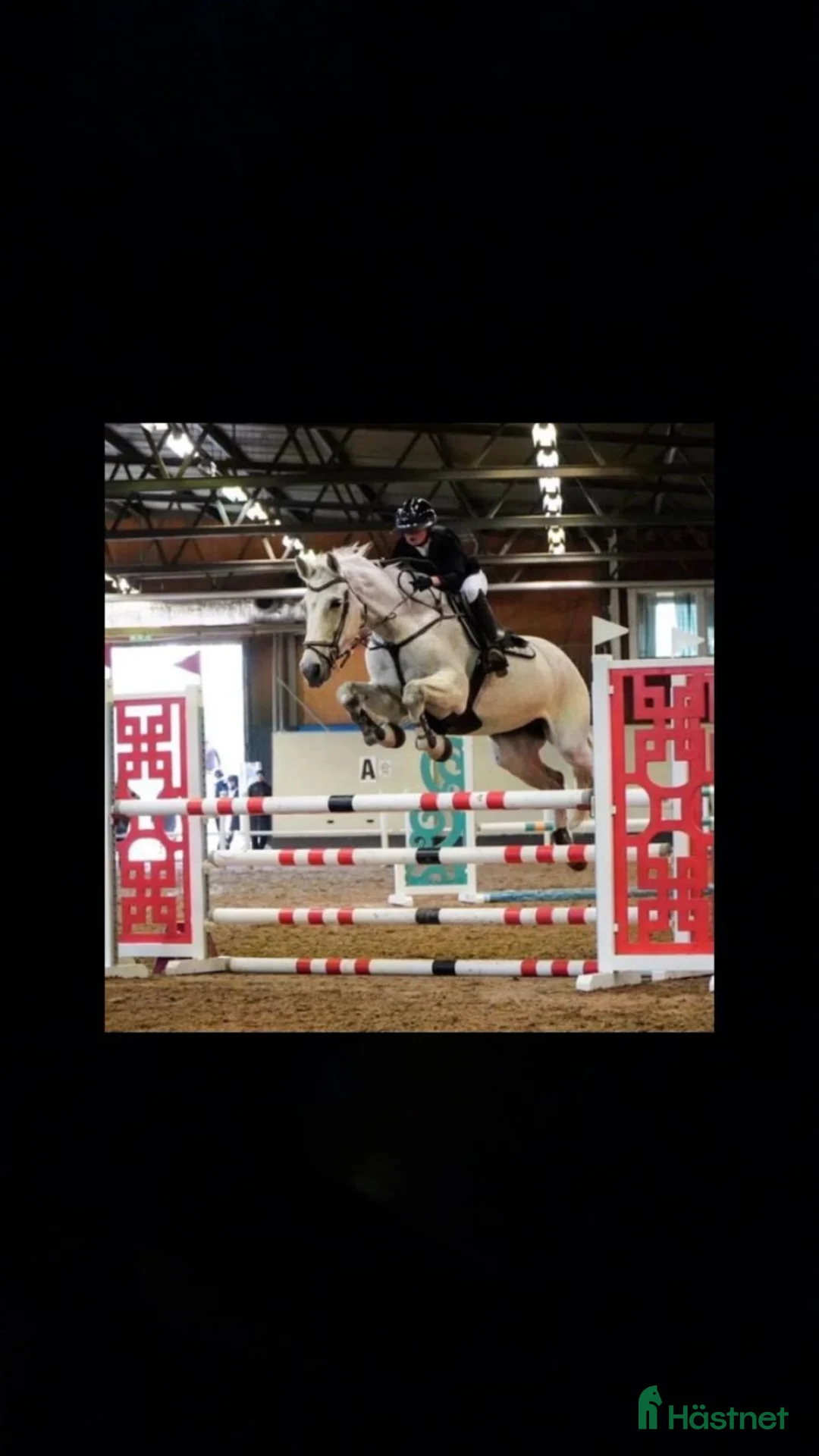 Allround hästar till salu: Lyxig mamma/dotter häst  - Annons 6