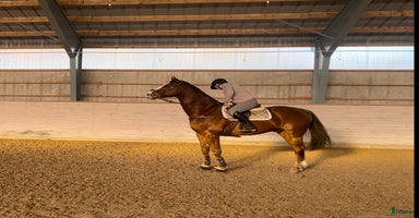  hästar i Enköping - Annons 8