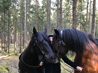 medryttarhäst sökes: Medryttarhäst sökes 1 gång/v eller vid behov i Göteborg - Annons 14