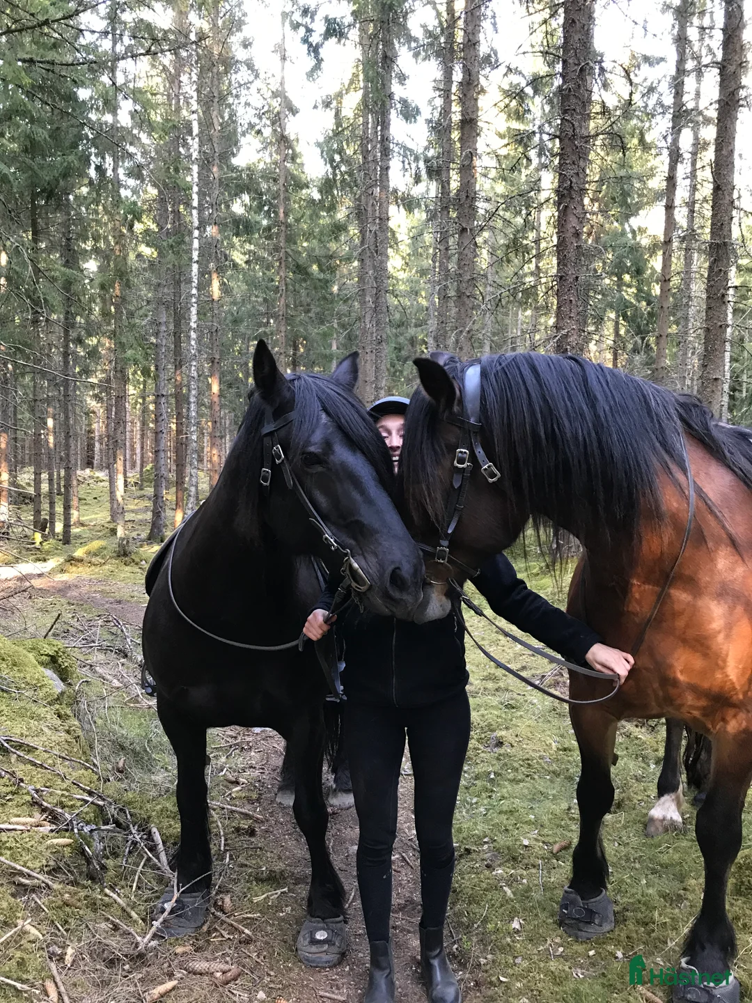  medryttarhäst sökes: Medryttarhäst sökes 1 gång/v eller vid behov i Gothenburg - Annons 1