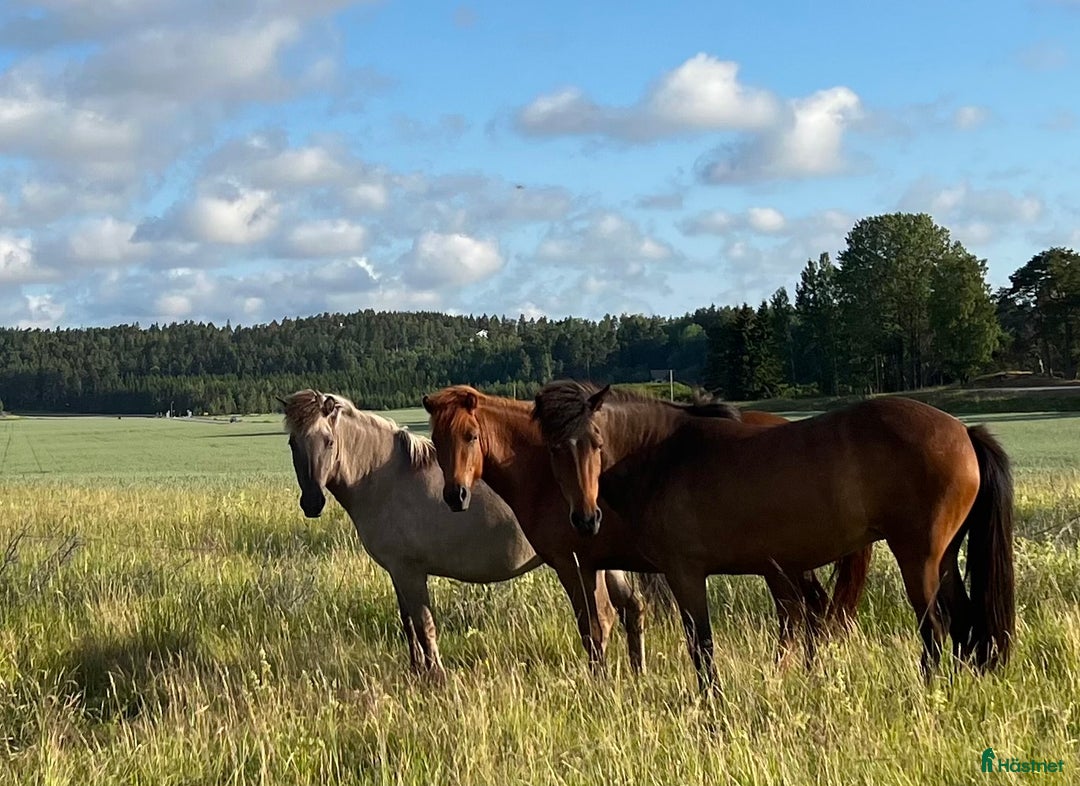  foderhäst sökes: Fodervärden/medryttare  - Annons 4